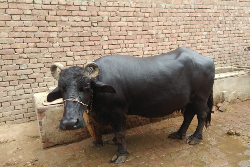 buffalo in Rajasthan
