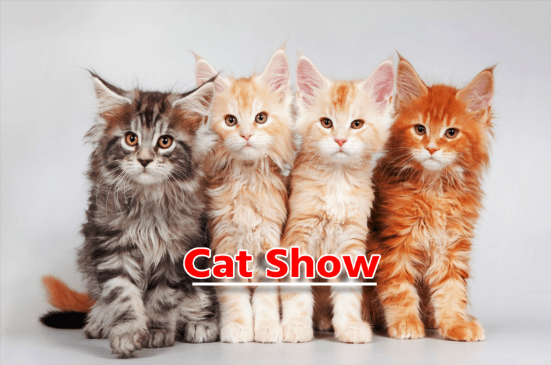 Cat Show Bhopal