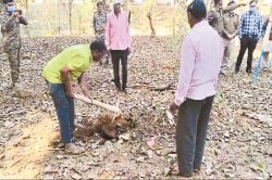 Loharidih massacre: कब्र खोदकर निकाला गया शव, मृतक शिवप्रसाद का दोबारा हुआ पीएम - image