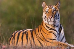 Tiger in CG: मध्यप्रदेश के वन विभाग से छत्तीसगढ़ को मिलेंगे 8 बाघ, प्रस्ताव पर
कर रहे विचार - image