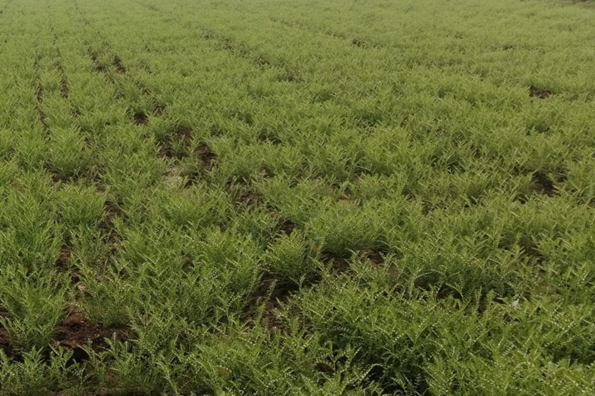 chana crop
