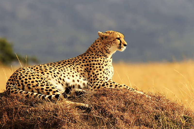 International Cheetah Day