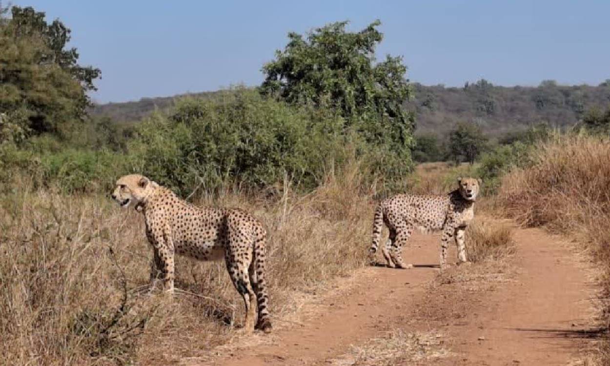 cheetah: कूनो के जंगल में छोड़े गए चीता अग्नि और वायु, देखें वीडियो