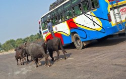 एक साल में 2892 सडक़ दुर्घटनाएं, 300 लोगों ने सडक़ हादसों में जान गंवाई - image