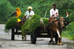 MMPBY: पशु रखने वाले किसानों के लिए खुशखबरी, 12 जनवरी से पहले करें आवदेन, मिलेगा
अधिकतम 40000 रुपए का लाभ - image