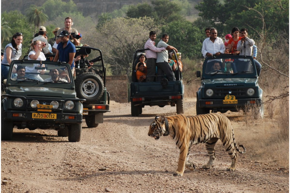 Sawai Madhopur News: रणथंभौर नेशनल पार्क में पर्यटकों के लिए बंद रहेगी ऑनलाइन
बुकिंग, जानें- अब कब कर सकते हैं टाइगर सफारी