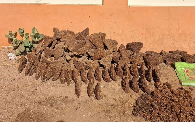 cow dung