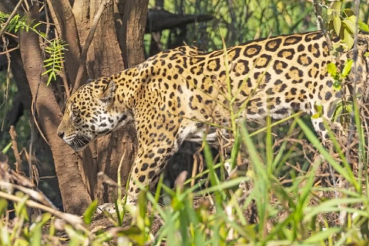 Leopard Attack: लेपर्ड ने घर में घुस किया गाय का शिकार, दहशत में लोग