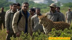 इंफोसिस के मैसूरु कैंपस में दिखा तेंदुआ, स्टाफ को वर्क फ्रॉम होम के निर्देश - image