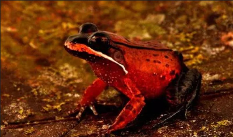 New species of animals found in Peru