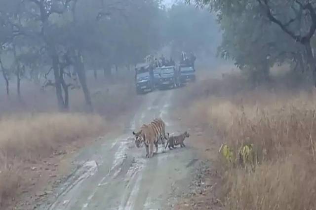 panna tiger reserve