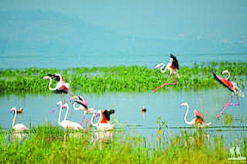Proposal to make Baropal and Lunkaransar lakes Ramsar sites