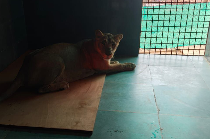 Lion couple from junagarh brought to bhopal van vihar under Animal Exchange Program