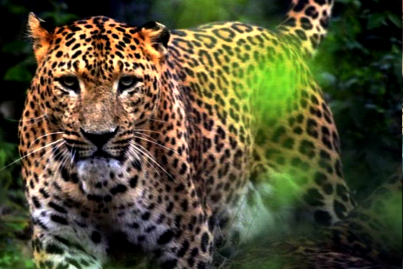 Leopard Body Found