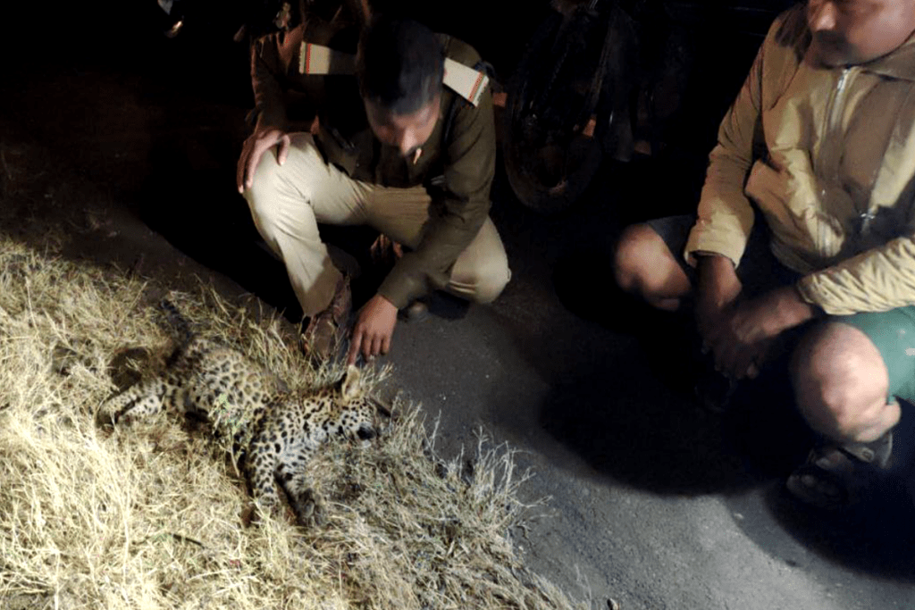 Leopard Body Found