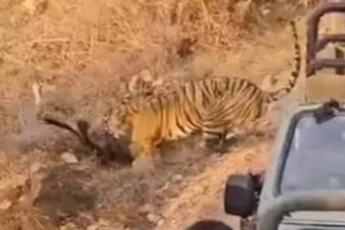 रणथम्भौर में शिकार करते बाघ के नजदीक लगा दी जिप्सी, सोशल मीडिया पर फोटो वायरल