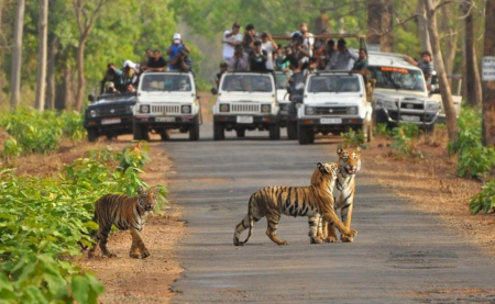 Pench Tiger Reserve