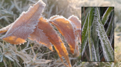 Cold Waves in Rajasthan: शेखावाटी में खून जमा देने वाली सर्दी.. फतेहपुर @ -1
डिग्री सेल्सियस - image