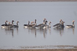 धौलपुर: पक्षियों को भा रहा चंबल नदी किनारा, डाला डेरा - image