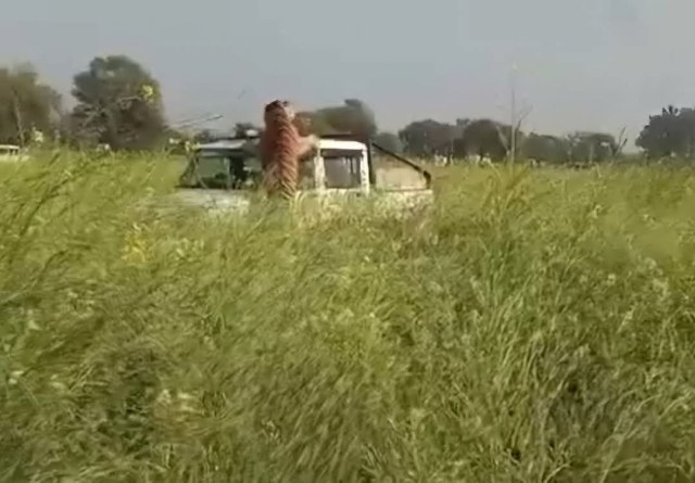 Tiger Attack in Rajasthan