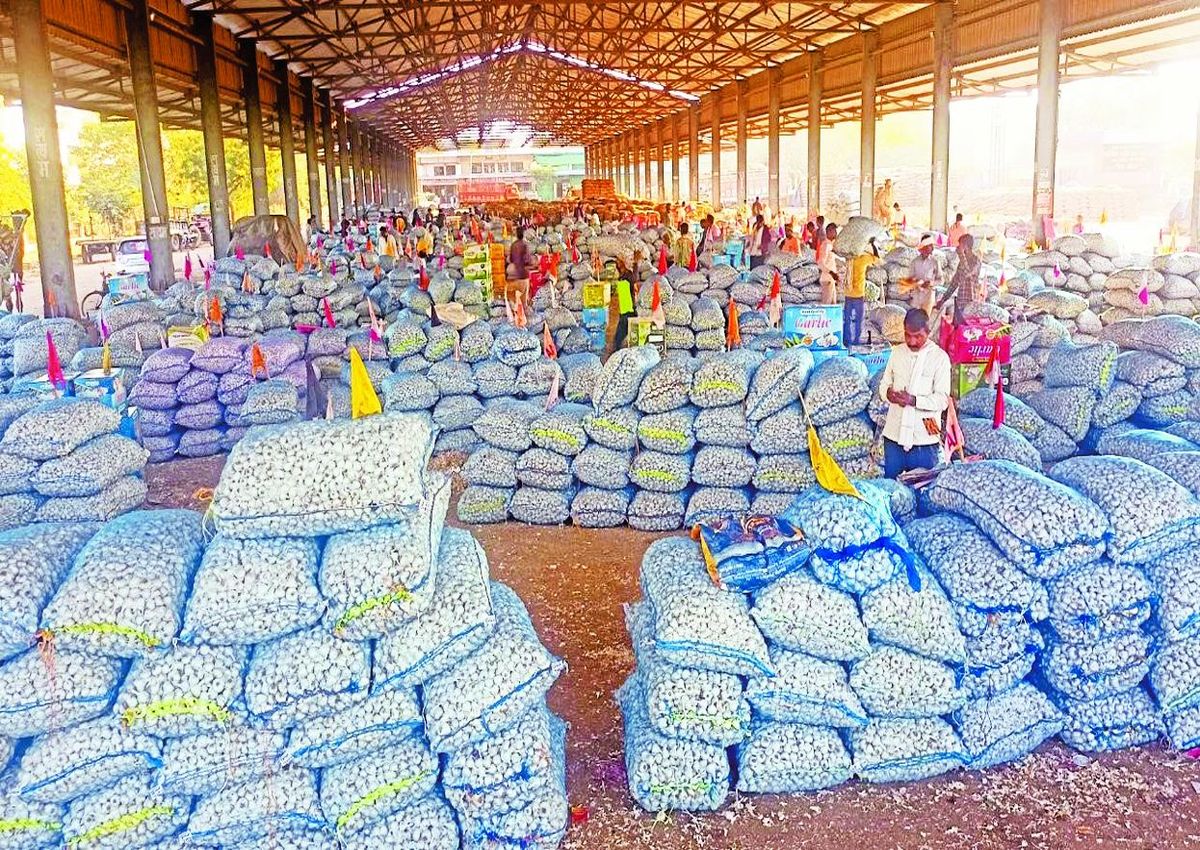 एक सप्ताह पूर्व जहां मंडी में 2 से तीन हजार कट्टे लहसुन की आवक हो रही थी। वह अब बढकऱ चार हजार के पार पहुंच गई है। बाहरी लेवाली कम, नए लहसुन की दस्तक तथा चाइना लहसुन ने व्यापारियों तथा बड़े किसानों का भाव का गणित बिगाड़ दिया