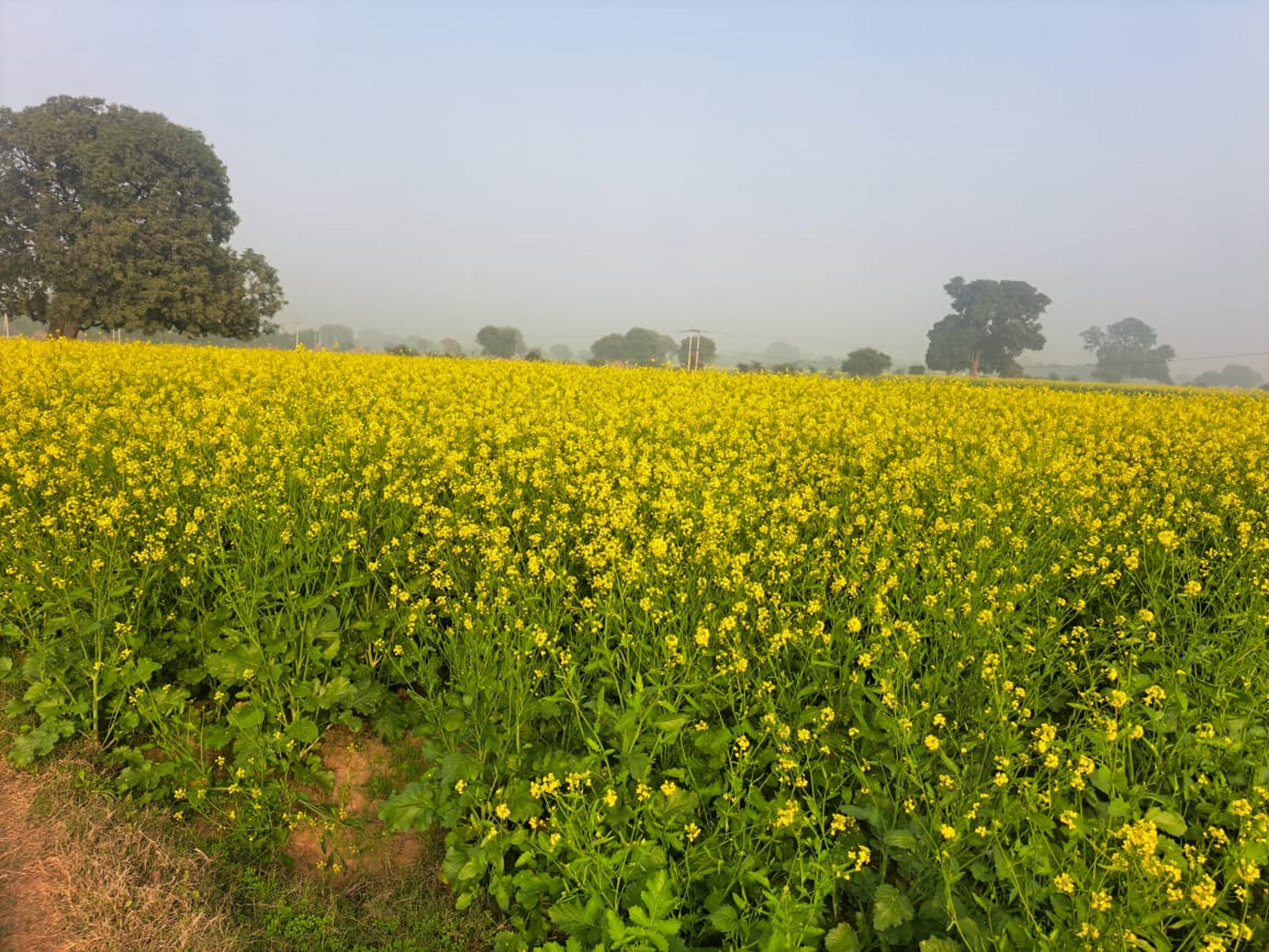 शहद की क्वालिटी, स्वाद लाजवाब..विदेशियों को भी भा रहा मुरैना की सरसों का तेल