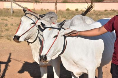 Short video poster image