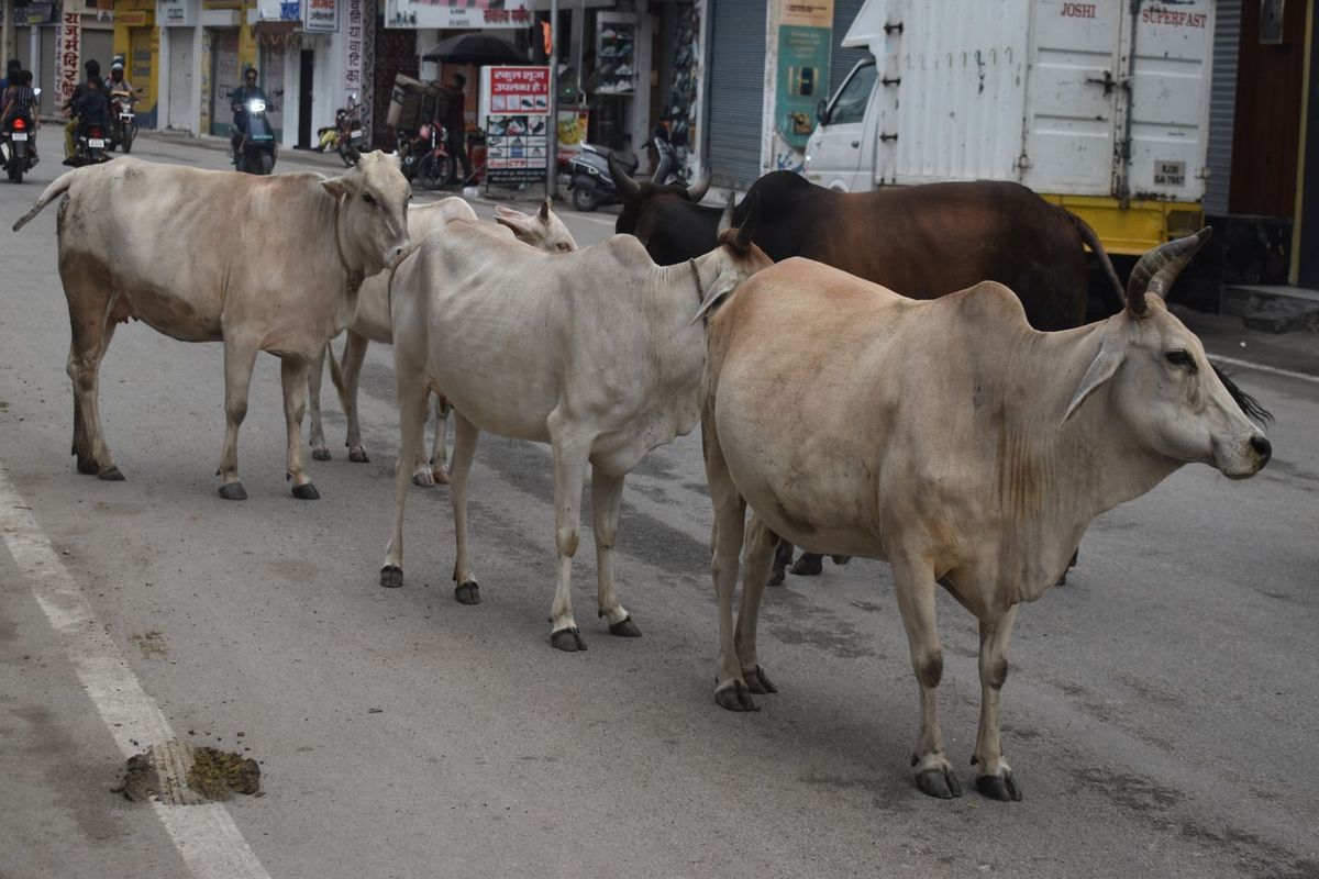 Rajsamand News : निराश्रित गोवंश और नंदी लाचार, रखने को कोई नहीं हो रहा तैयार