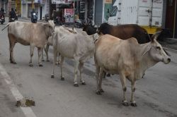 Rajsamand News : निराश्रित गोवंश और नंदी लाचार, रखने को कोई नहीं हो रहा तैयार - image