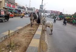 जिन पर हरियाली का जिम्मा, उन्होंने ने ही उजाड़ दिया हरा-भरा डिवाइडर - image