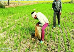 ब्लास्टिंग से खेतों में बरस रही 3 क्विंटल वजनी चट्टानें, फसलों को नुकसान, जान का
खतरा - image