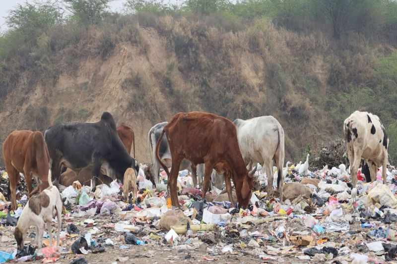 कचरे का नहीं समाधान, डंपिंग यार्ड से स्थानीय लोग परेशान There is no solution to garbage, local people are troubled by dumping yard