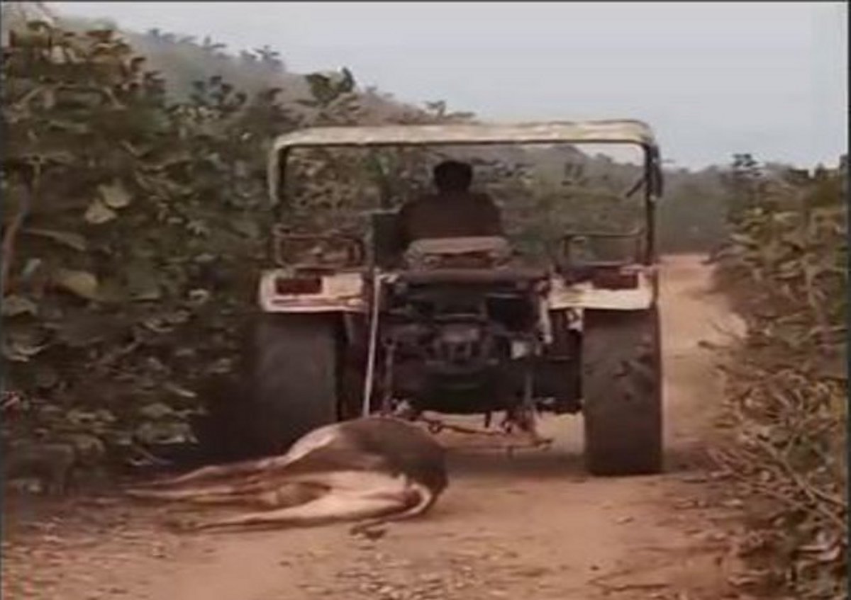 वायरल वीडियो की तस्वीर