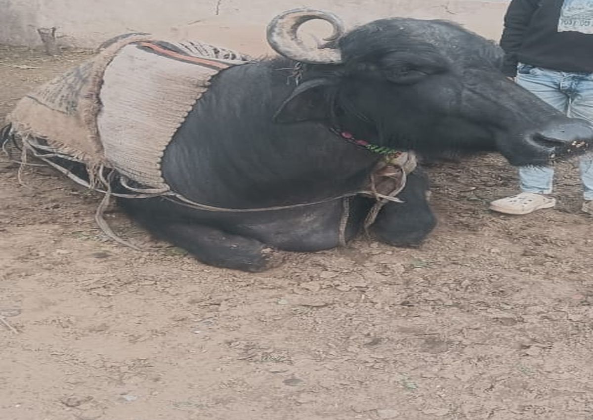 मुख्यमंत्री मंगला पशु बीमा योजना करेगी पशुपालकों को आर्थिक रूप से मजबूत, पशुओं
का होगा नि:शुल्क बीमा