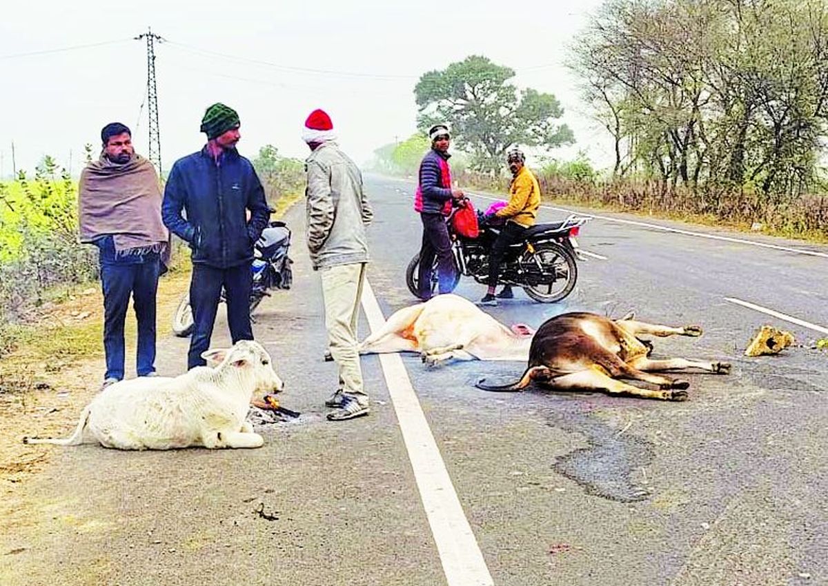 ट्रक ने बामला के पास सात गोवंशों को रौंदा