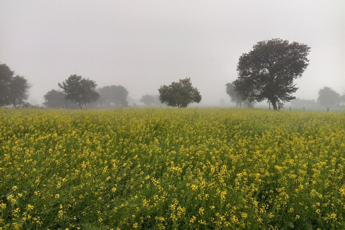 Rajasthan Weather : गुलाबी नगर में छाया घना कोहरा, गलनभरी सर्दी से धूजे लोग