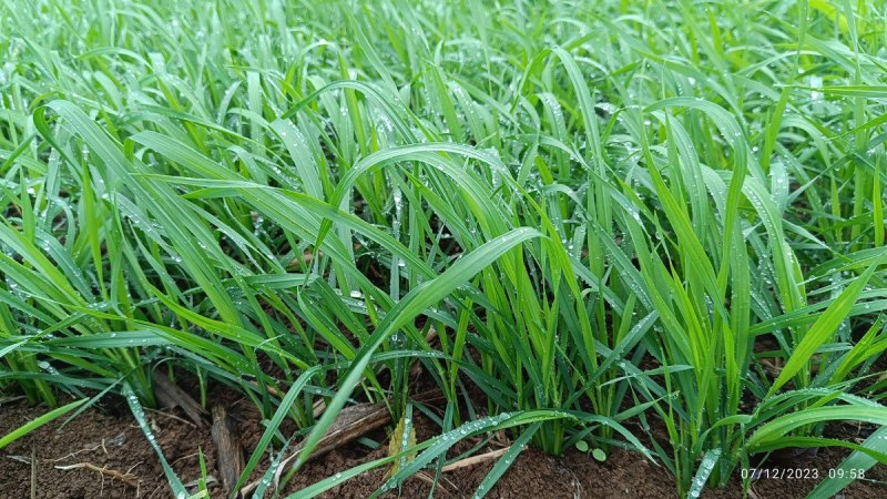 खेत में लगी गेहूं फसल।