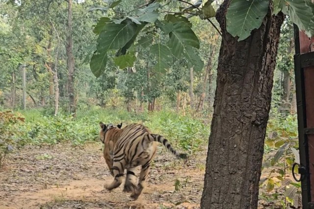 Tiger Rescue Campaign