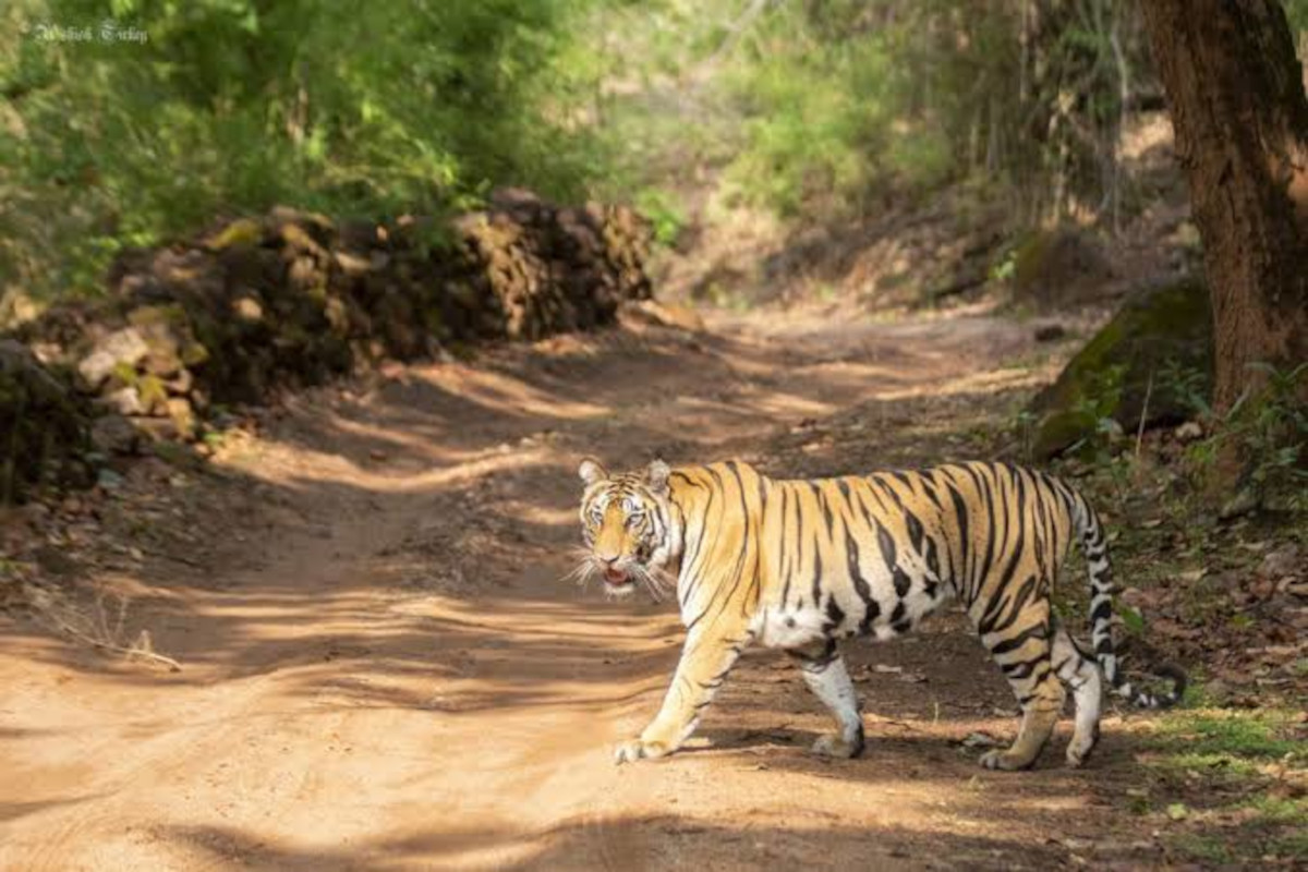 Tiger रेस्क्यू अभियान : प्रमुख सचिव ने किया निरीक्षण, मानव-वन्यजीव संघर्ष रोकने
पर जोर