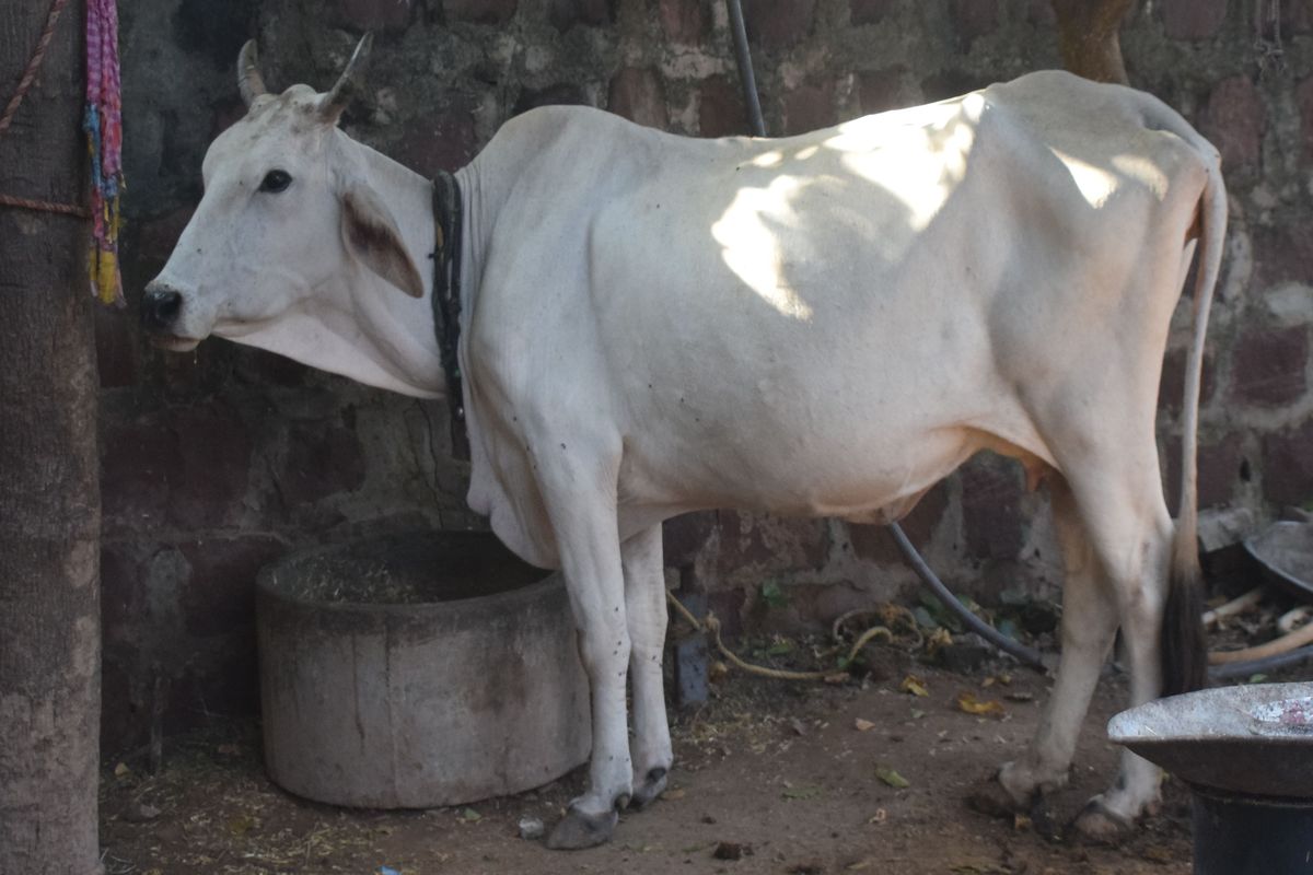 सर्दी से पशुओं का ऐसे करें बचाव, विभाग ने जारी की एडवाइजरी