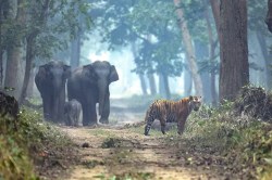 Dudhwa Tiger Reserve: सुलोचना और डायना करेंगे बाघ के रेस्क्यू में मदद, दुधवा
टाइगर रिजर्व से मंगाए गए दो हाथी - image