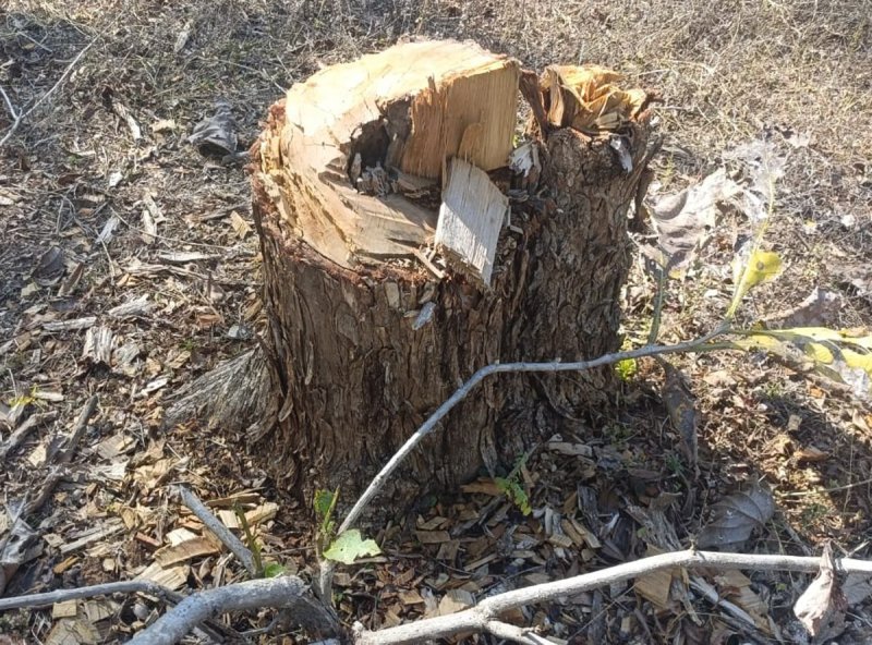 झलौन वन परिक्षेत्र के जंगल में हो रही पेड़ों की कटाई,