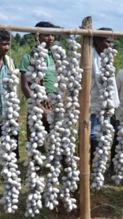 Short video poster image