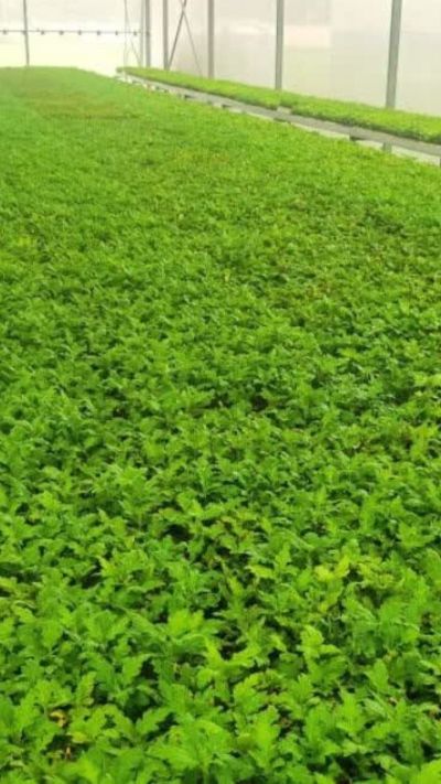 Short video poster image