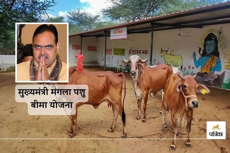 Rajasthan Cattle Farmers not Liking Mukhyamantri Pashu Bima Yojana but Banswara is at Top