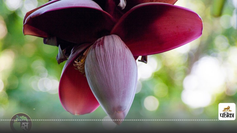 banana flower control blood sugar level in diabetes naturally