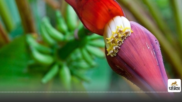 banana flower control blood sugar level in diabetes naturally