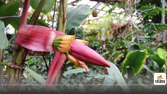 banana flower control blood sugar level in diabetes naturally