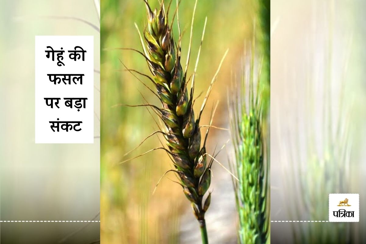 Banswara Wheat Crop Facing Gloom Blotch Crisis Farmers Worried Agriculture Department issues Advisory