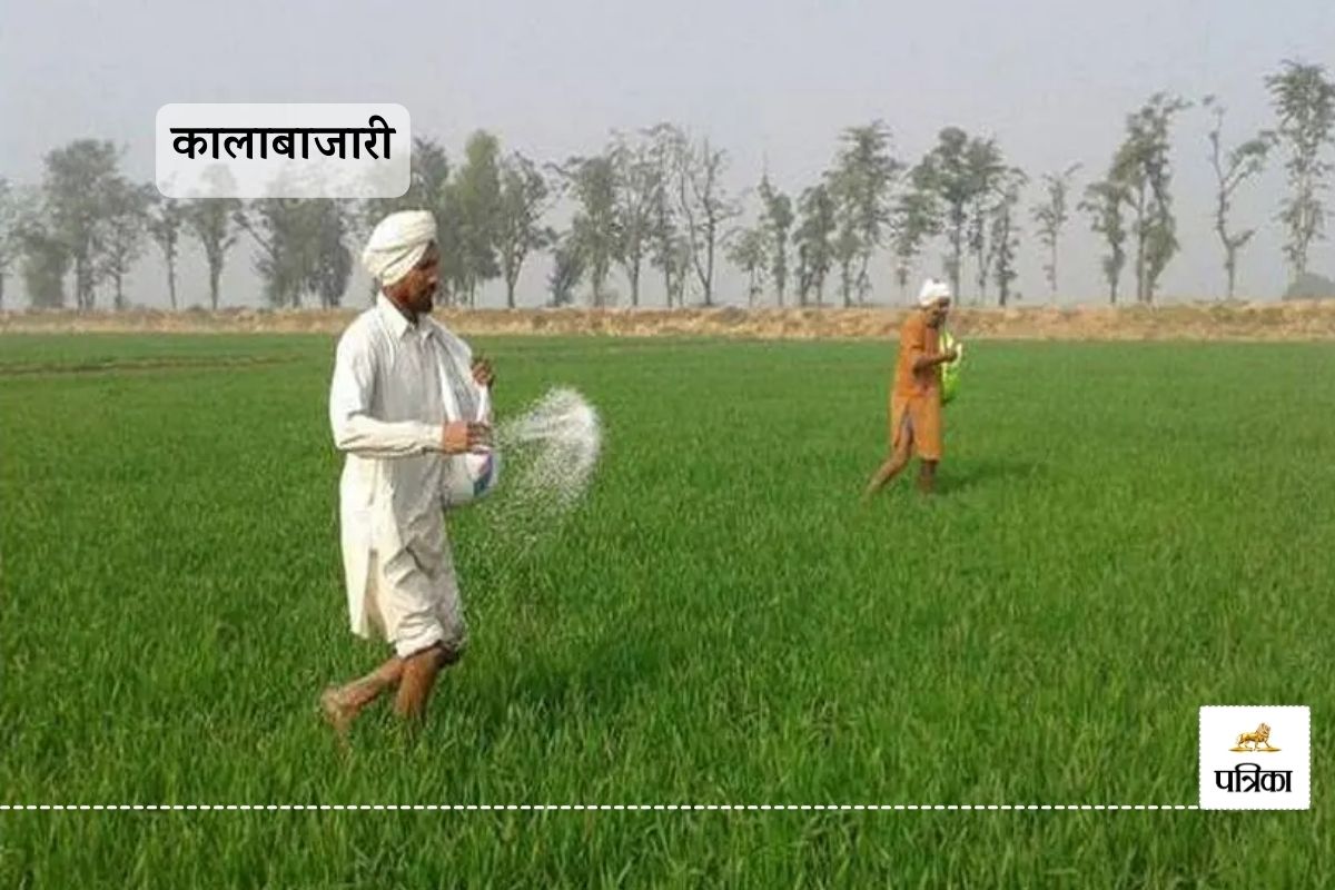 Rajasthan Huge Black Marketing of Urea Bags Banswara Farmers are Worried about their Wheat Crop